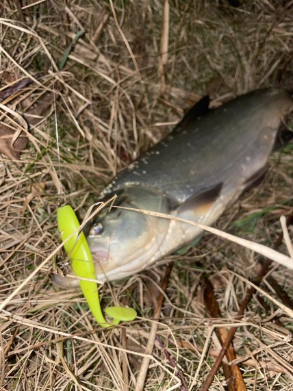 Жереха поймали на спиннинг