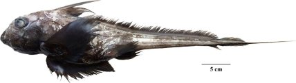 Chimaera supapae