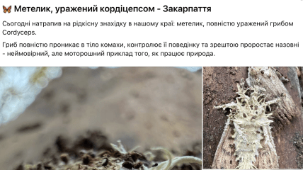 Метелик, якого вразив гриб Akanthomyces або Cordyceps