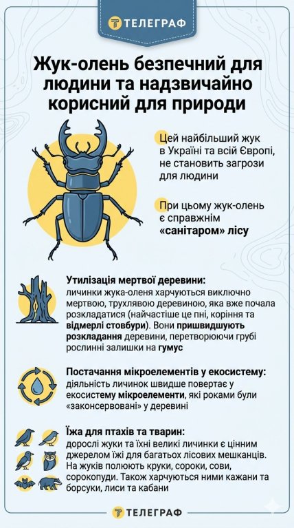Почему жук-олень полезен для природы