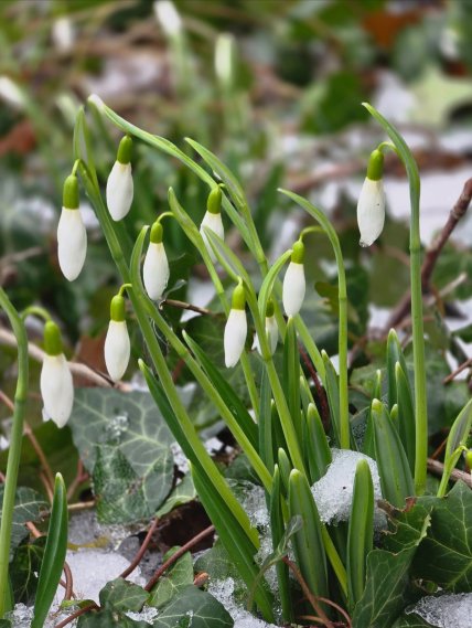 Подснежники на Закарпатье