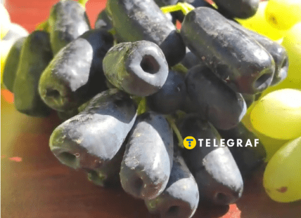 Виноград Аватар