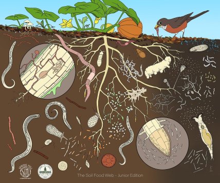 Экосистема почвы. Фото: pacificcomposting.ca