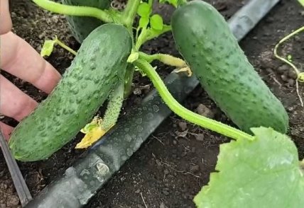 Огірок хрустик