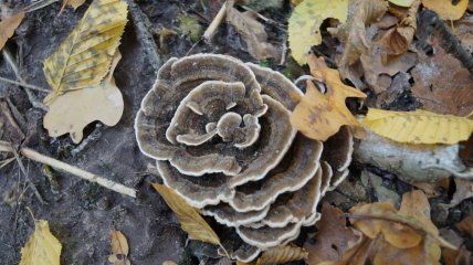 Гриб траметес різнобарвний