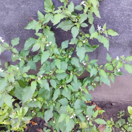 Паслен черный что известно