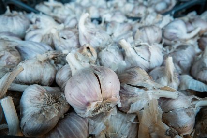 Как выглядит озимый чеснок