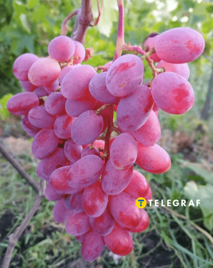 Виноград Гурман ранний почему нужно купить и посадить в Украине