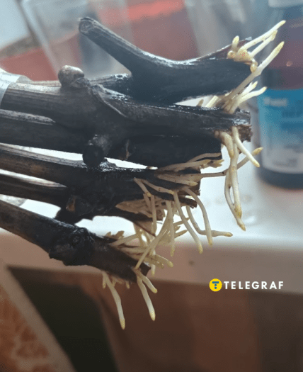 Живці винограду як виглядає коріння