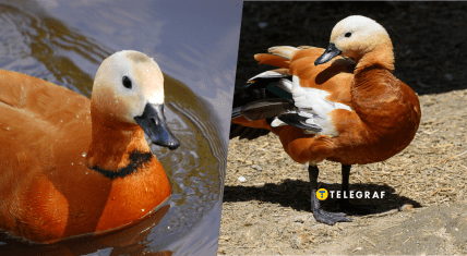 Как выглядит редкая птица огар