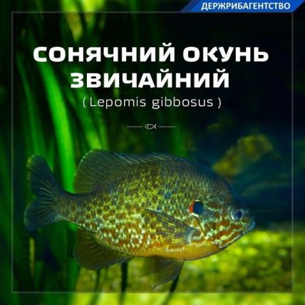 Сонячний окунь