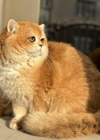 В Украине продают британскую золотистую шиншиллу