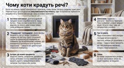 Зачем коты приносят домой разные вещи