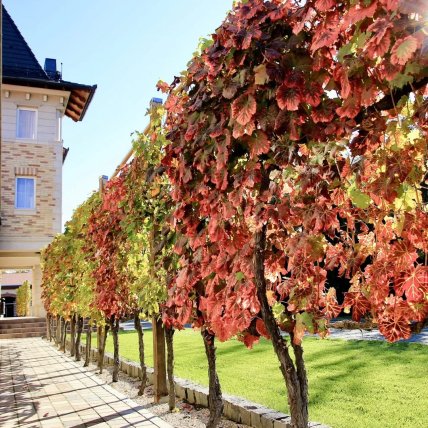 Виноробня чізай восени