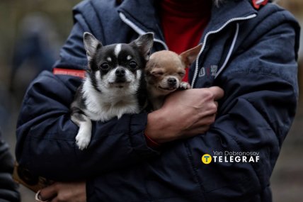 Тварини також пережили нічну атаку /Ян Доброносов, "Телеграф"