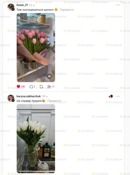 Как продлить жизнь тюльпанам