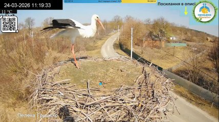 Невдовзі лелека десь полетів
