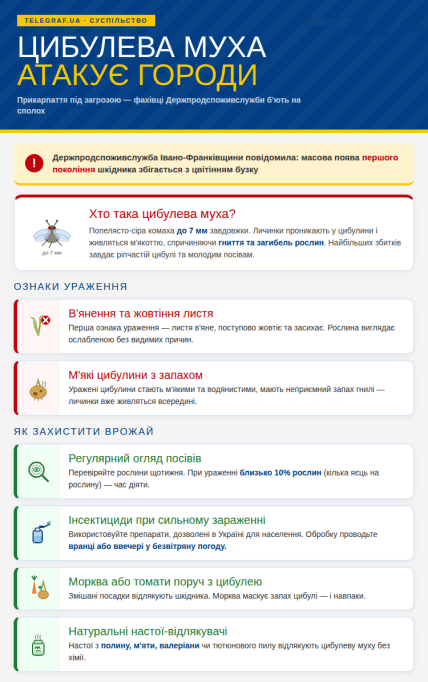 У Івано-Франківській області з'явилась цибулева муха - фахівці попереджають, що її пік припаде на кінець квітня-травня