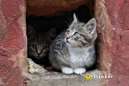 Українські котики