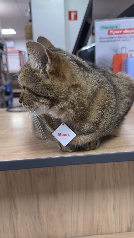 новая почта кошка