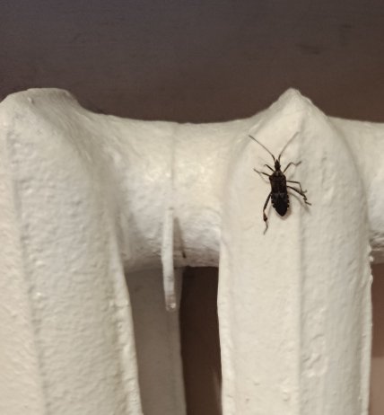 Сосновый клоп на батарее