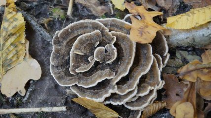 Траметес різнобарвний