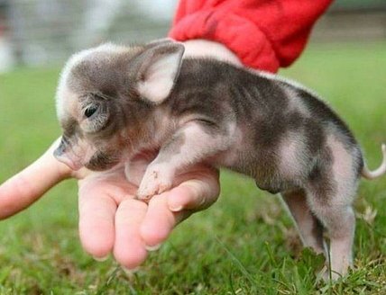 Карликове порося