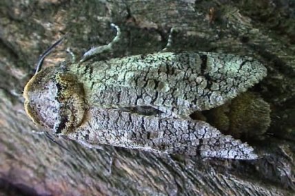 Бабочка Древоточец пахучий