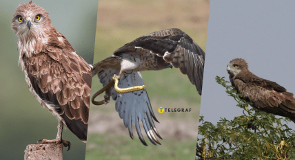 Птах змієїд блакитноногий