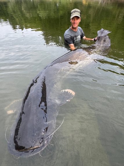 Большого сома поймали в Чехии