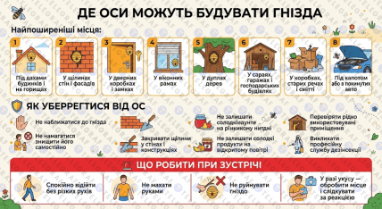 Где осы строят гнезда
