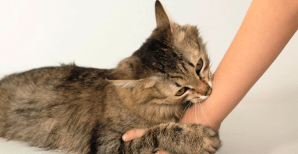 Почему коты внезапно кусают