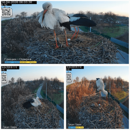 Грицик и Одарка