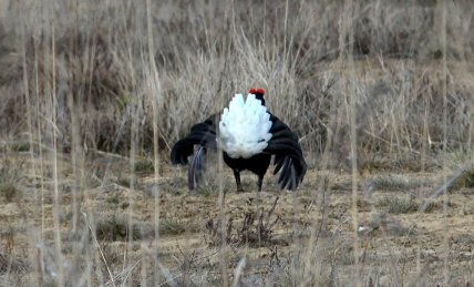 тетеревы брачный сезон
