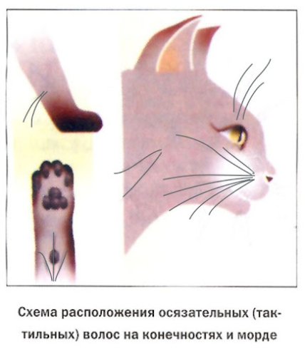 Где у кошек вибриссы
