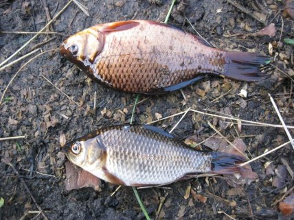 Виды карасей – серебристый и обычный (золотой)