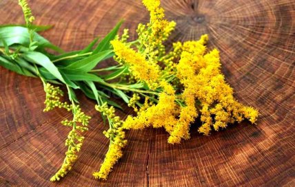 Як виглядає золотарник