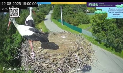 Аисты последний раз в гнезде