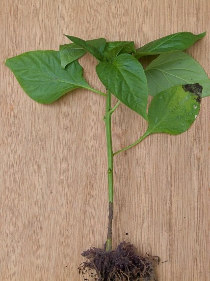 Чорна ніжка у перця