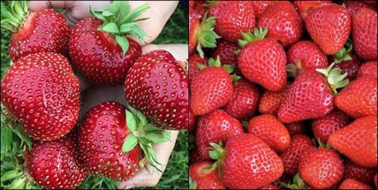 Полуниця Мальвіна та Альбіон