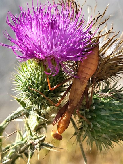 Богомол на кусте расторопши