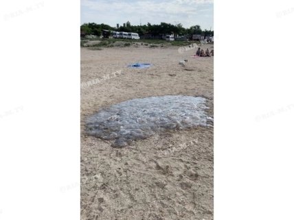 нашествие медуз