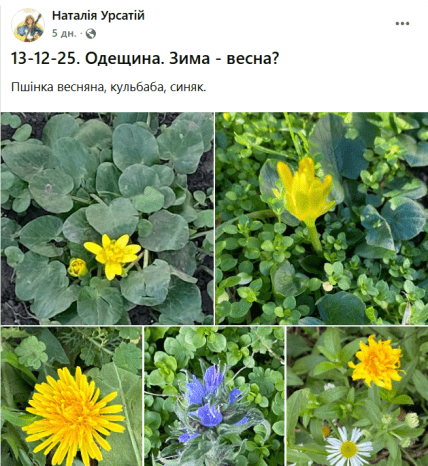 одуванчики, лютики, синяк