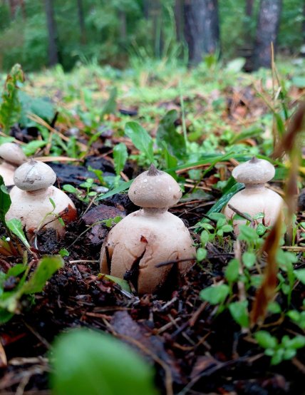 "Грибные цветы"