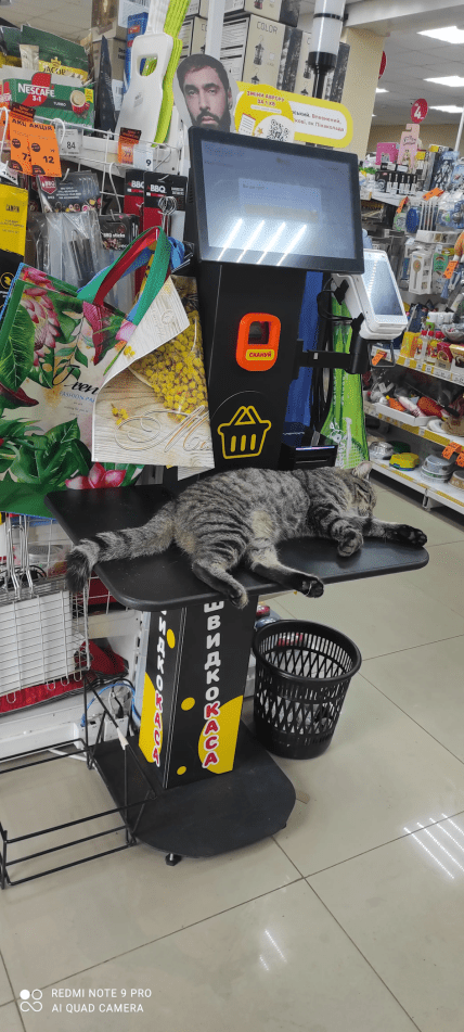 Кот на кассе в Авроре