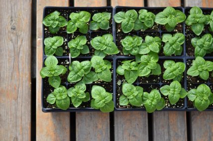 Що посіяти на розсаду у січні