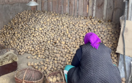 Картоплю потрібно ретельтно перебрати иперед складання в погреб