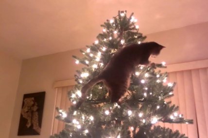 Кот залез на новогоднюю елку