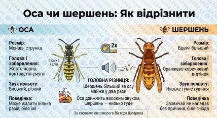 Оса и шершень - разница