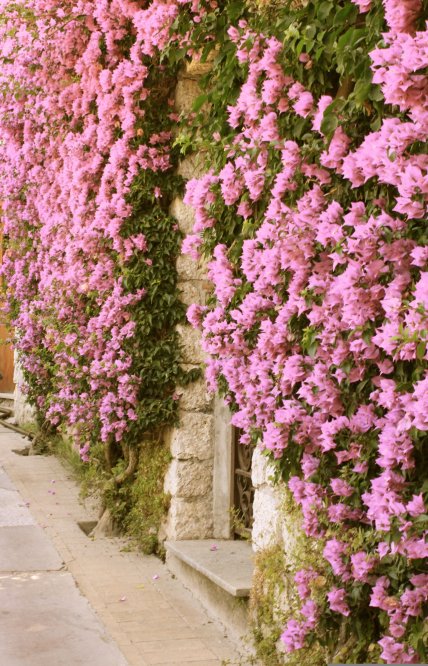 Бугенвілія